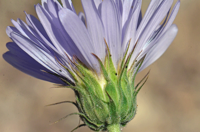 Mojave Woodyaster green bracts or “phyllaries” subtending an aster flower typically hold key diagnostic characteristics of the species. In this species the “phyllaries” are long and narrow ,and glandular and hairy (note glandular dots and aphid feasting on the viscid secretions’). Xylorhiza tortifolia